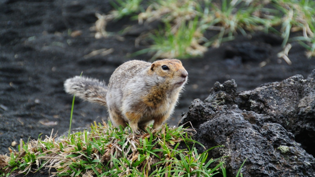 Photo by our tourist Vladimir Guschin