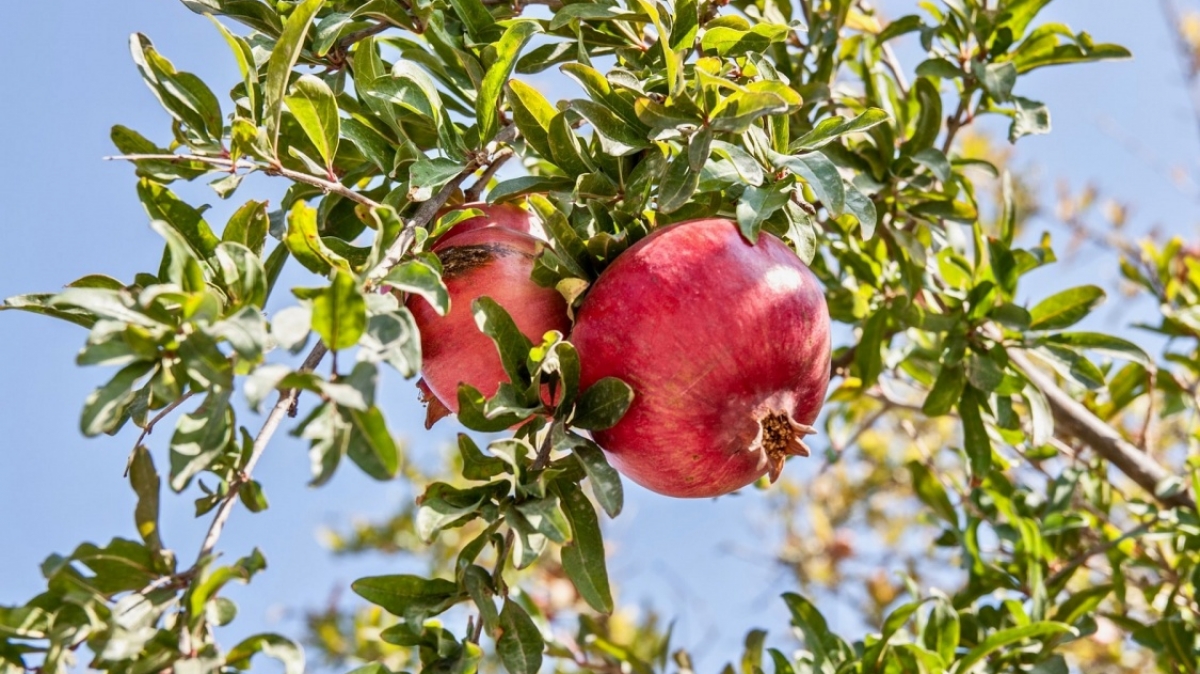 Фото: Lavi Perchik, unsplash.com