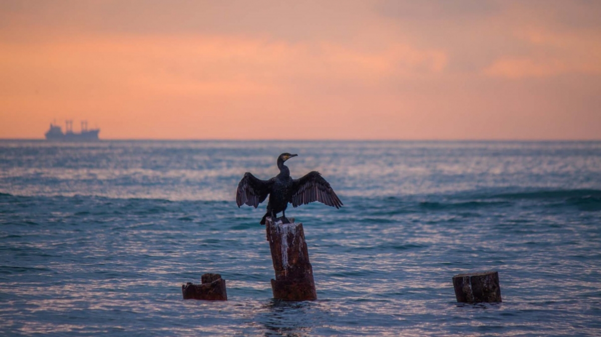 Фото: Oleksandr Kurchev, unsplash.com