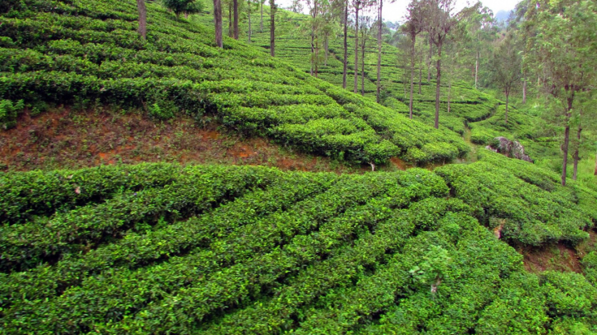 Фото нашего гида Лики Майстровой
