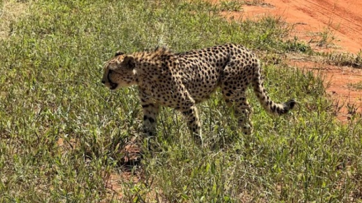 Гепард. Фото: наш гид Алексей Шорец