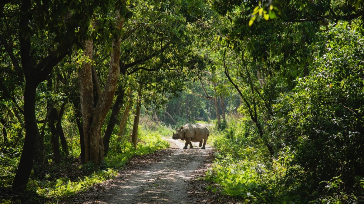 Фото: Shreyashka Maharjan, unsplash.com