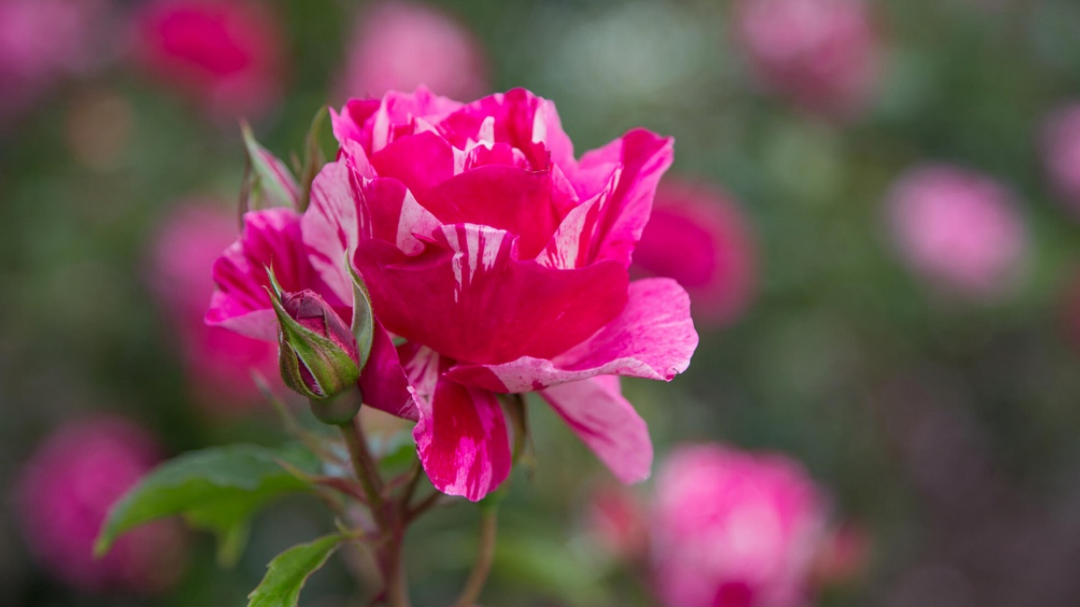 Фото нашей Странницы Татьяны Руновой