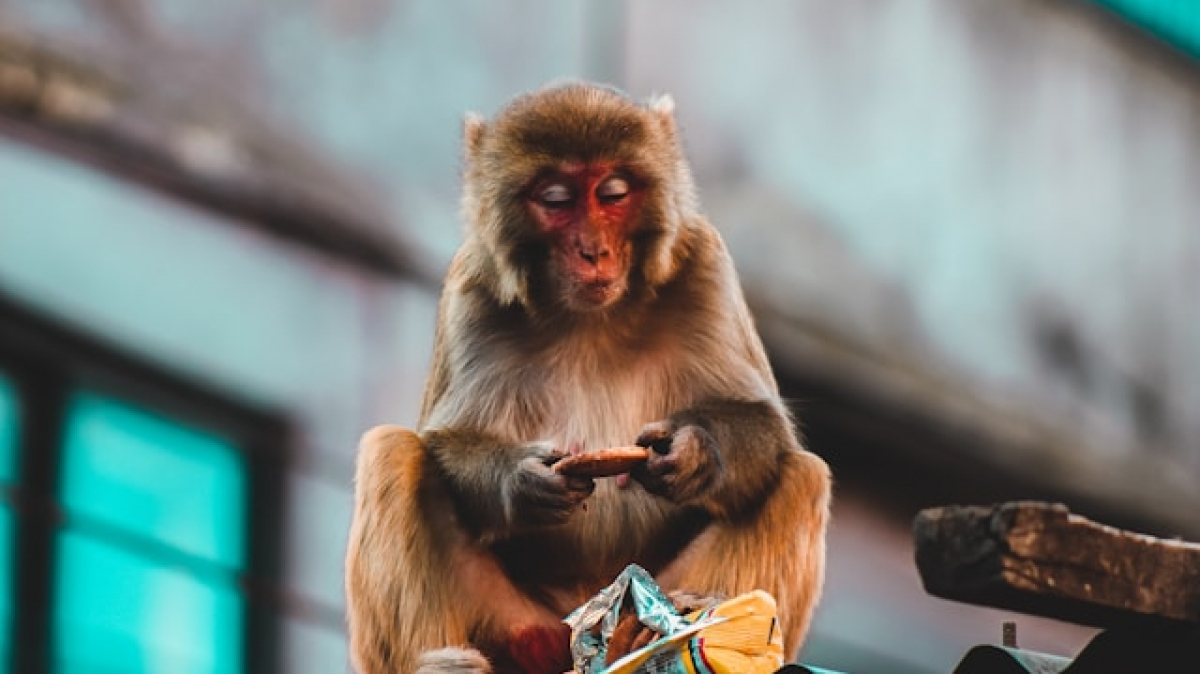 Фото: Samrat Khadka, unsplash.com