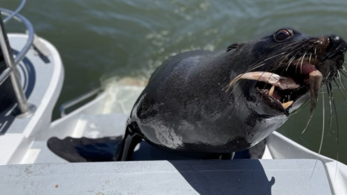 Тюлень. Фото: наш гид Алексей Шорец