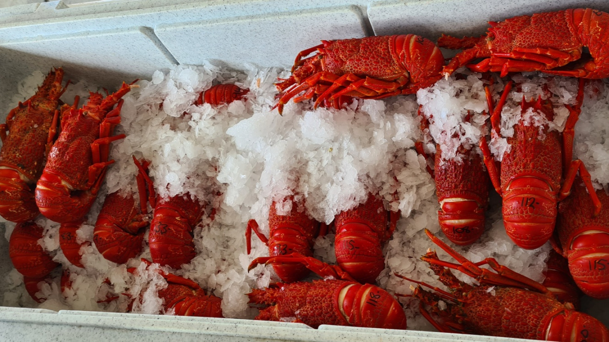 Фото: JustGoThere.NZ