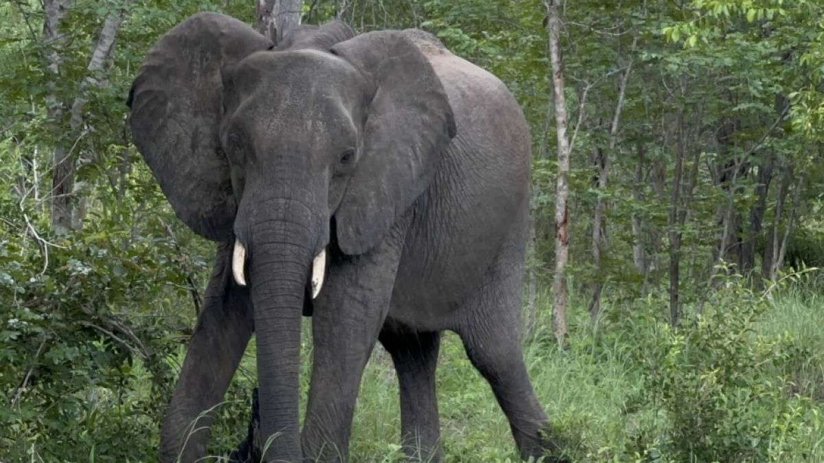 Слон. Фото: наш гид Алексей Шорец