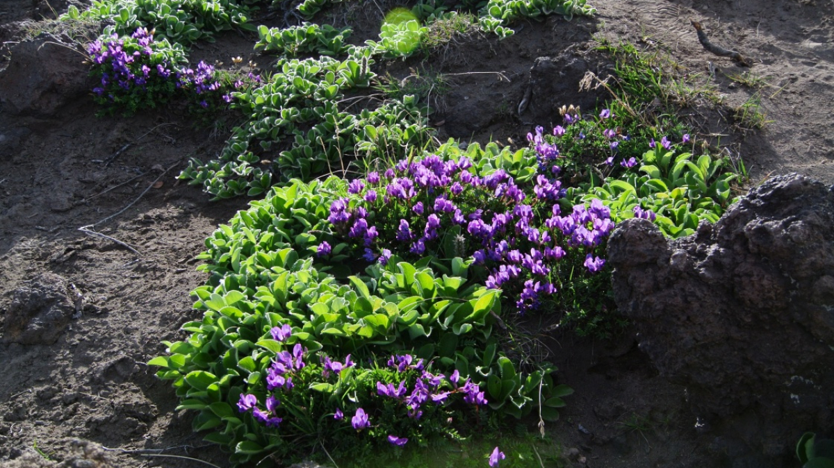 Photo by our tourist Vladimir Guschin