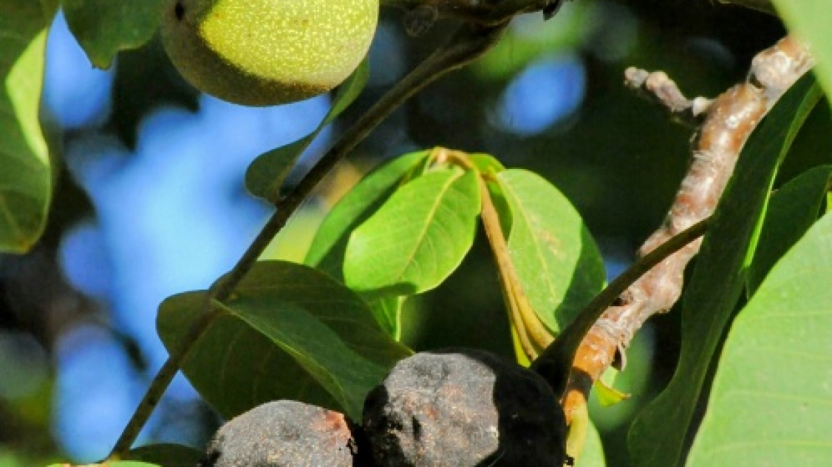 Фото: jacqueline-o-gara on unsplash