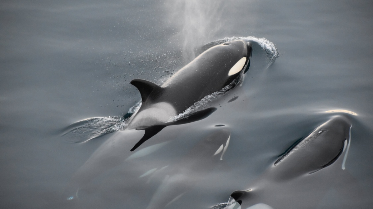 Фото: Nitesh Jain, unsplash.com