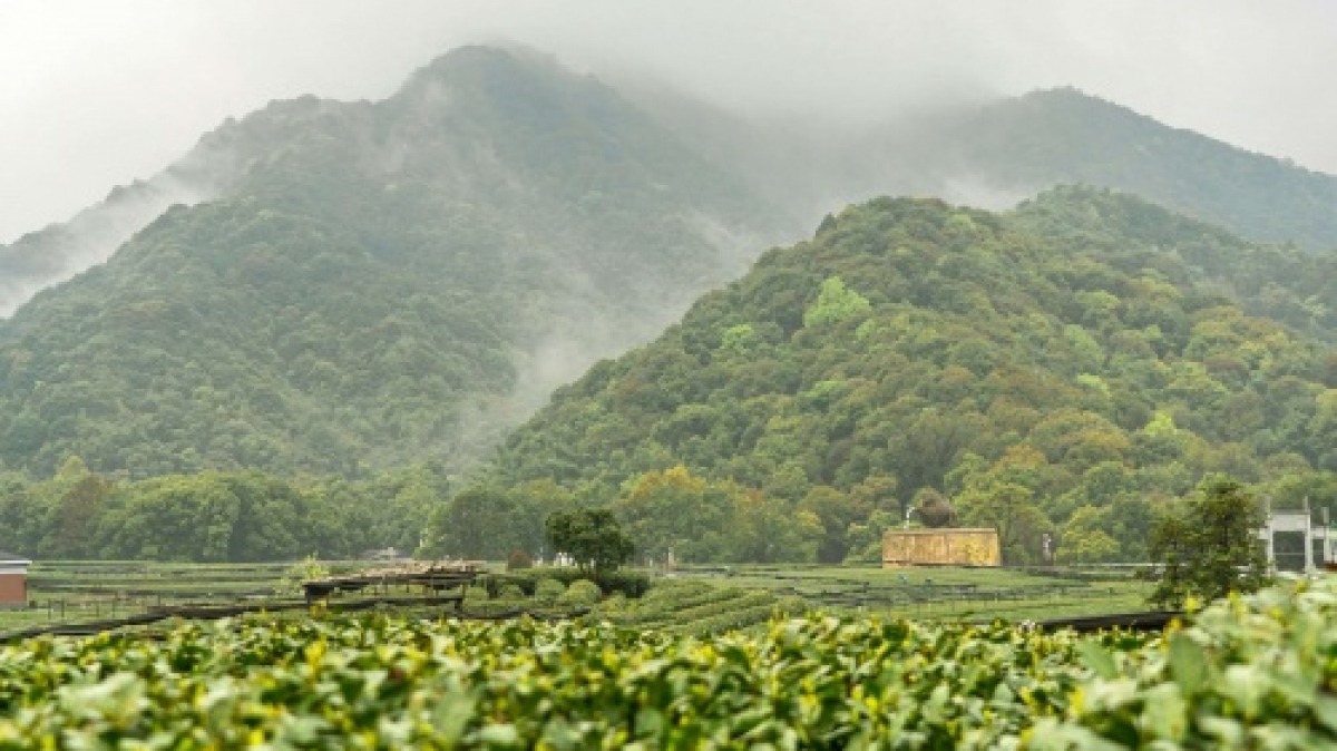 Фото: Bluesea Tea, unsplash.com