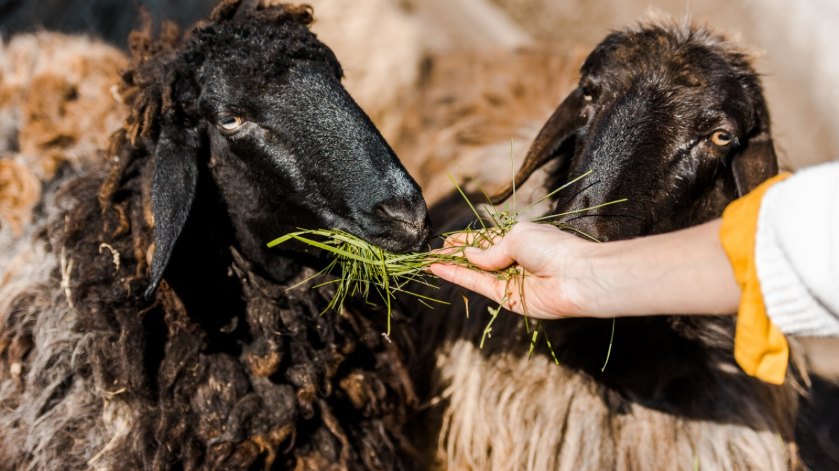 Фото: SashaKhalabuzar,  depositphotos.com