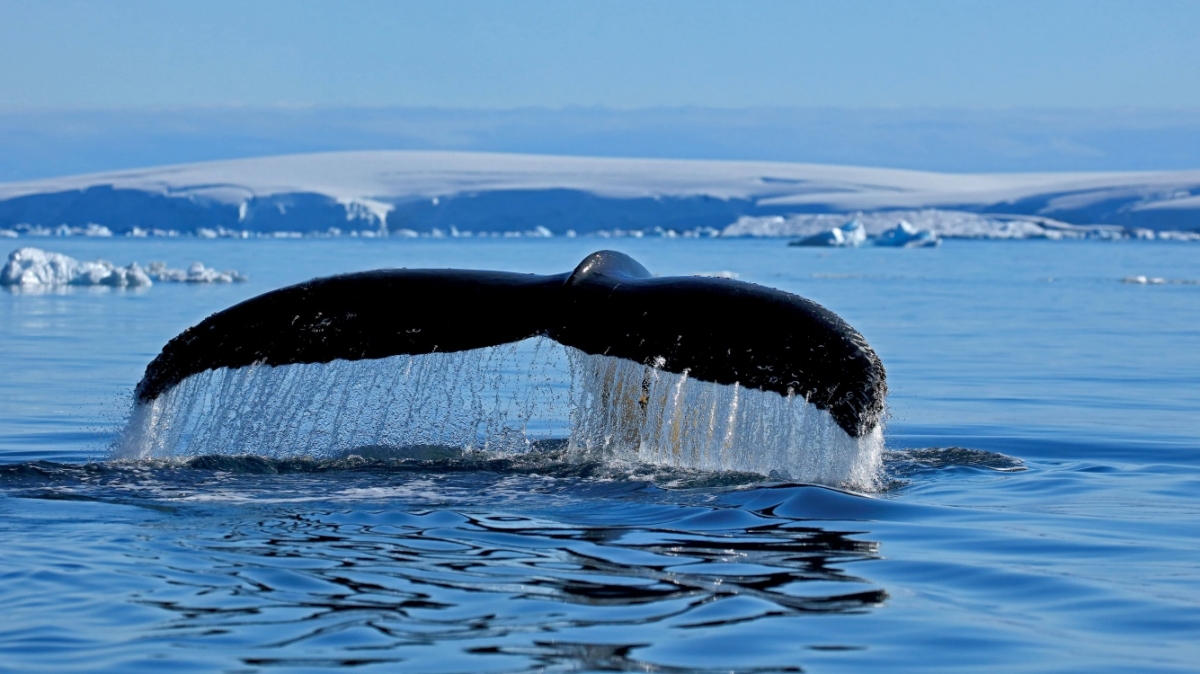 Фото: Filip Kulisev