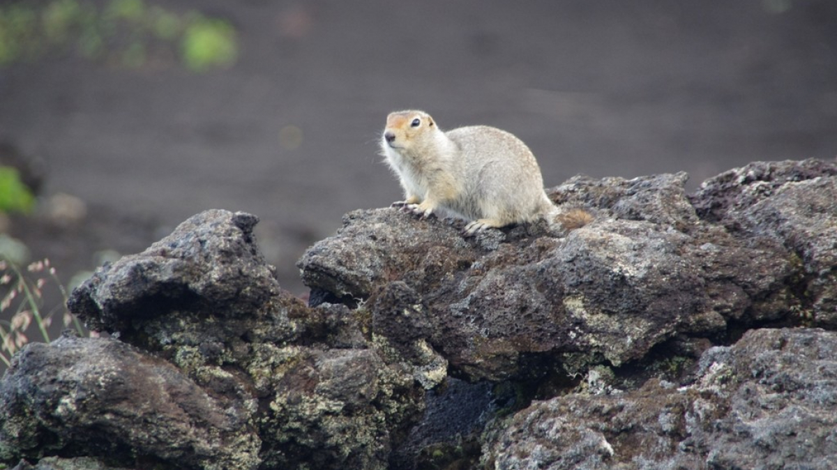 Local resident. Photo by our tourist Aleksandr Panchenko