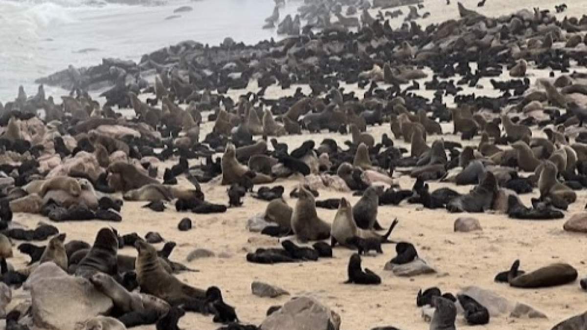 Заповедник морских котиков. Фото: наш гид Алексей Шорец