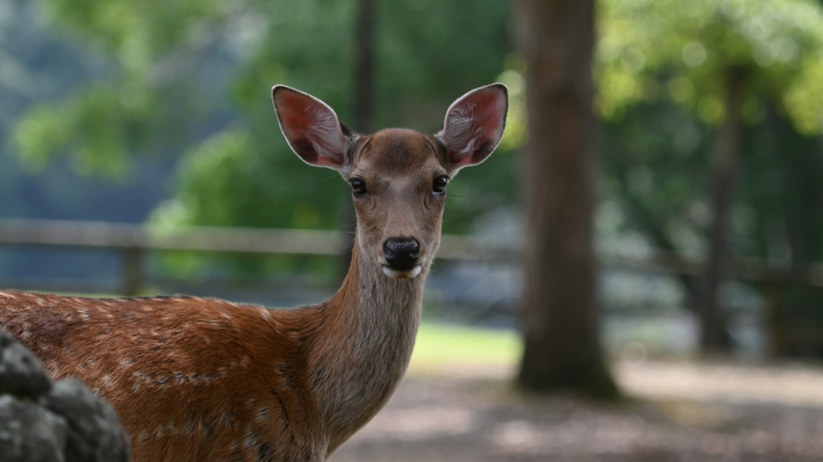 Фото: Nagara Oyodo on unsplash