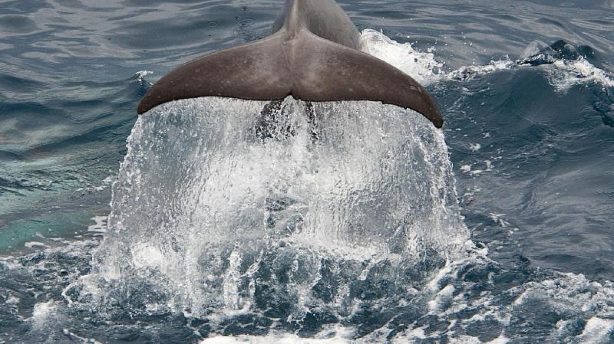 Christopher.Michel on VisualHunt