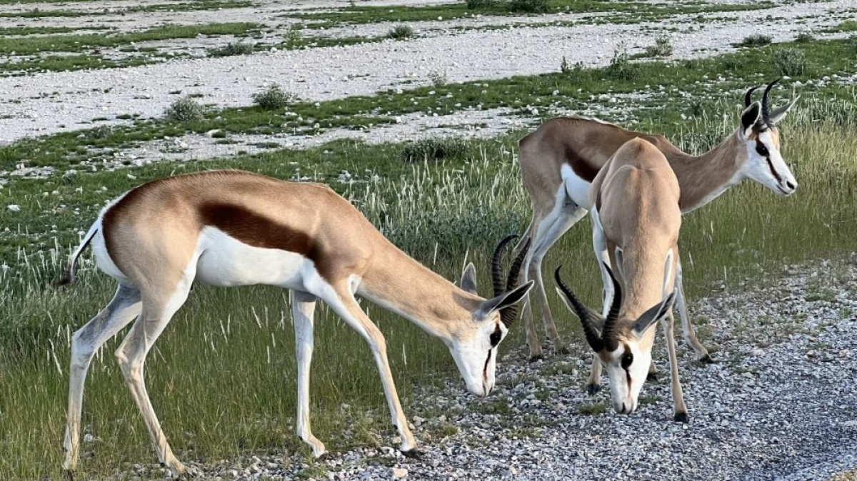 Имаплы. Фото: наш гид Алексей Шорец