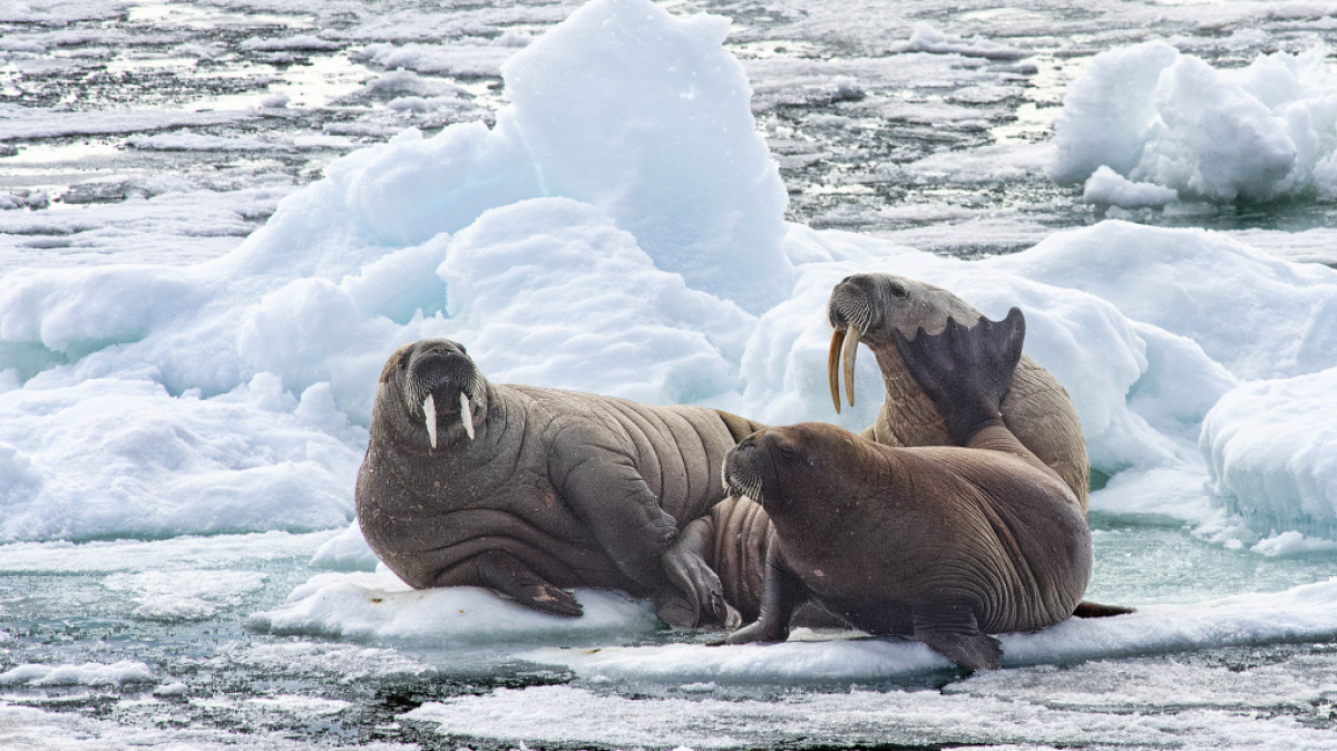 Фото: Christopher.Michel, visualhunt.com