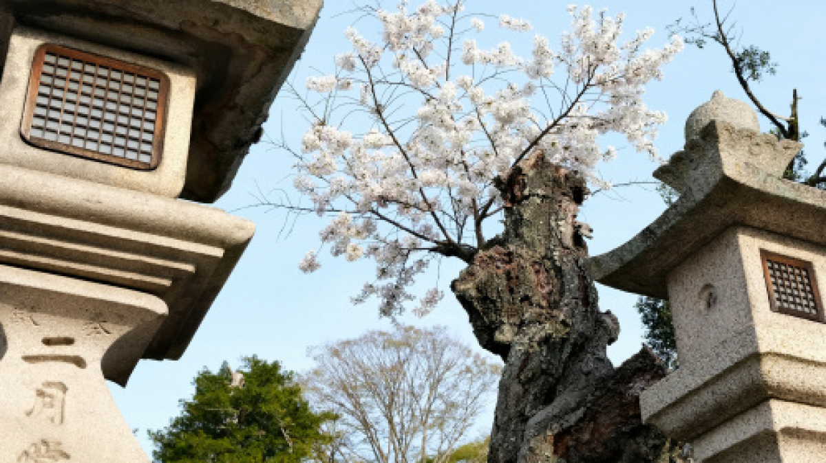 Фото: Ingeborg Korme on unsplash