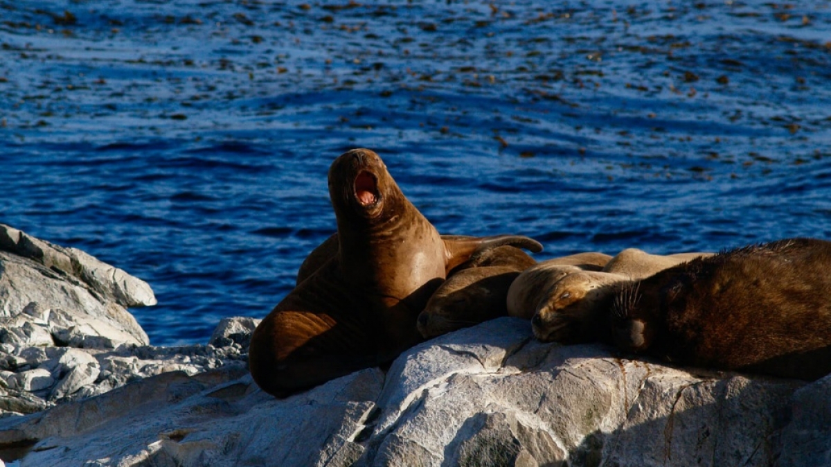 Фото: Peter Burdon, unsplash.com