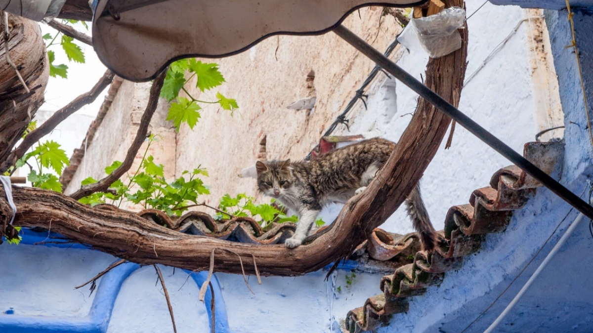 Фото: jfgornet, visualhunt.com