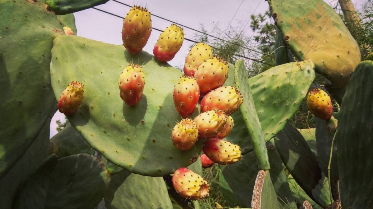 Фото нашего гида Евгении Скопиной
