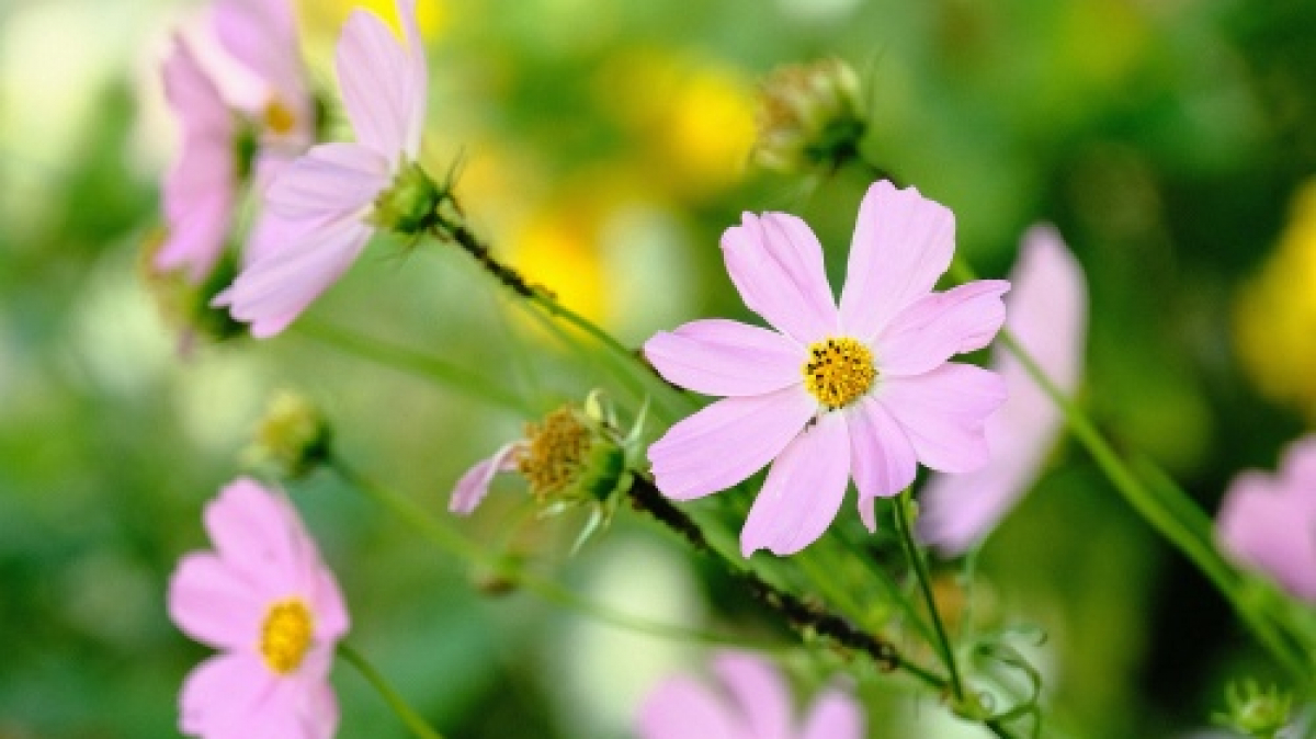 Фото: Roma Kaiuk, unsplash.com