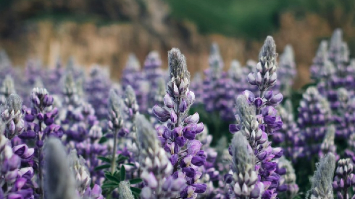 Фото: Hans Hamann on unsplash