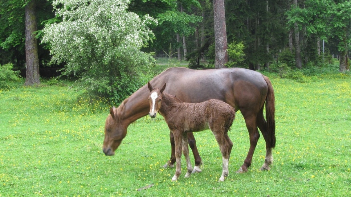Парк Боржоми. Фото нашего гида Ирины Пряничниковой