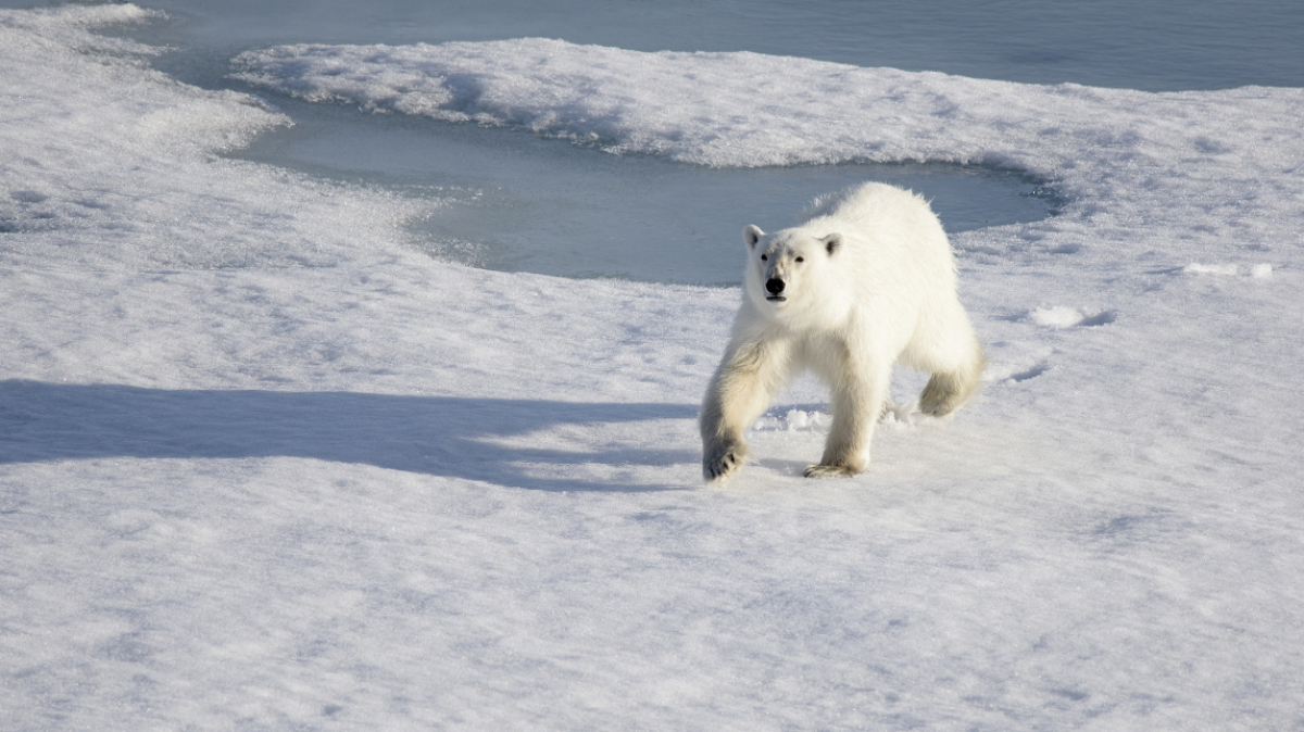 Фото: Christopher.Michel, visualhunt.com