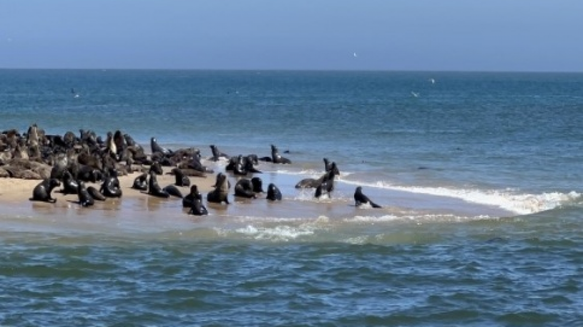 Лежбище тюленей. Фото: наш гид Алексей Шорец