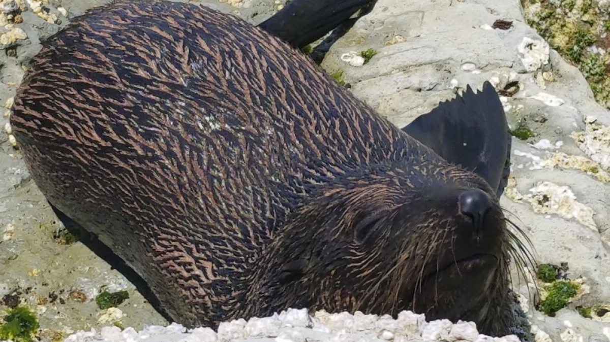 Фото: JustGoThere.NZ