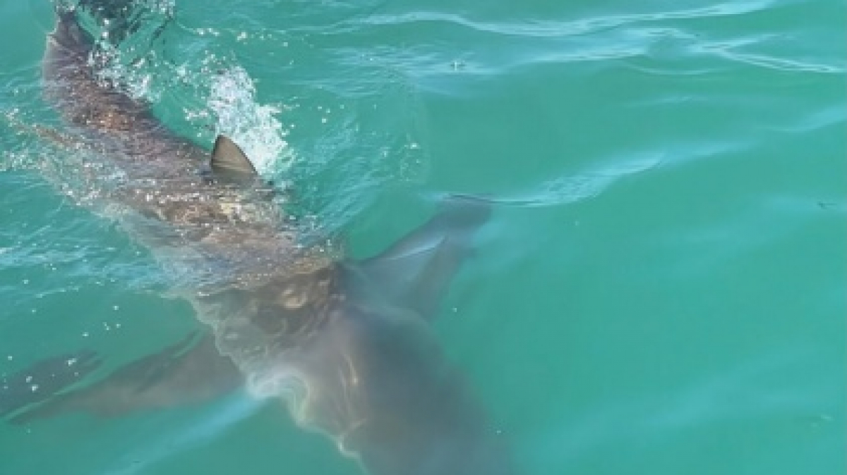 Фото: наш гид Алексей Шорец