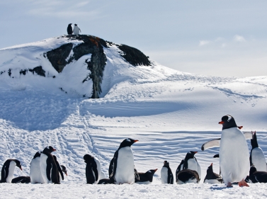 Adventurous cruise to Antarctica