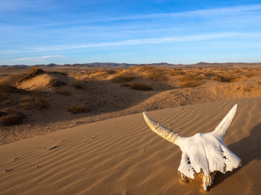 Mongolia Expedition: Gobi and Mountains