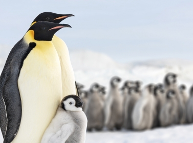 VIP Journey to the South Pole with Flight from South Africa